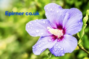 Read more about the article Hibiscus Oh Aew: The Tropical Thai Dessert That’s Captivating the World